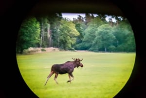 Fra Stockholm: Wildlife Safari med bålmiddag