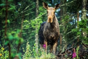 From Stockholm: Wildlife Safari with Campfire Dinner