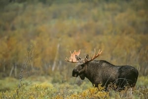 From Stockholm: Wildlife Safari with Campfire Dinner