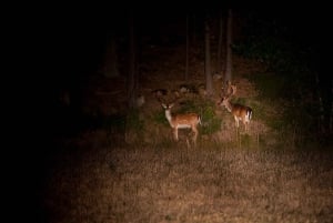 From Stockholm: Wildlife Safari with Campfire Dinner