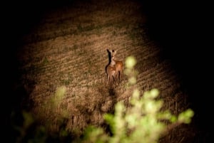 From Stockholm: Wildlife Safari with Campfire Dinner