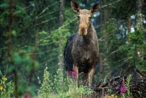 From Stockholm: Wildlife Safari with Campfire Dinner