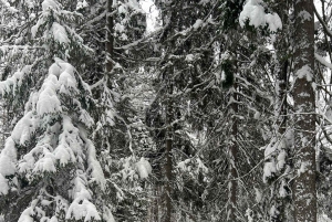 Hike, traditional food, guided wood burning outdoor sauna