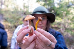 Into the wild - un'esperienza sensoriale nei boschi di Stoccolma