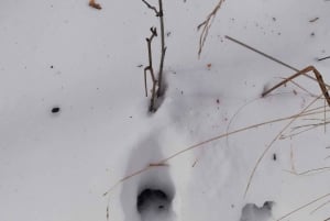 Into the wild - un'esperienza sensoriale nei boschi di Stoccolma