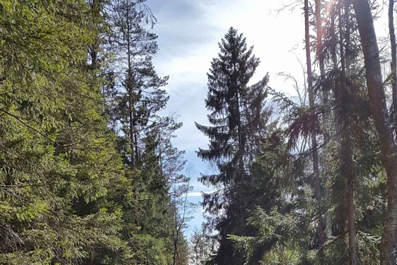 Randonnée dans la nature depuis Stockholm
