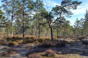 Escursione naturalistica da Stoccolma