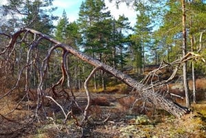 Från Stockholm: Vandring ute i naturen