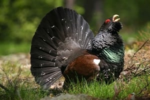 Randonnée dans la nature depuis Stockholm