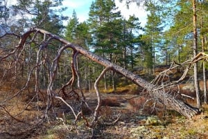 Randonnée dans la nature depuis Stockholm