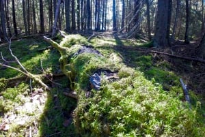 Stockholm: 1-Day Summer Nature Hike