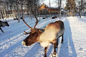 Estocolmo: excursão para pequenos grupos de tradições e degustações de Natal