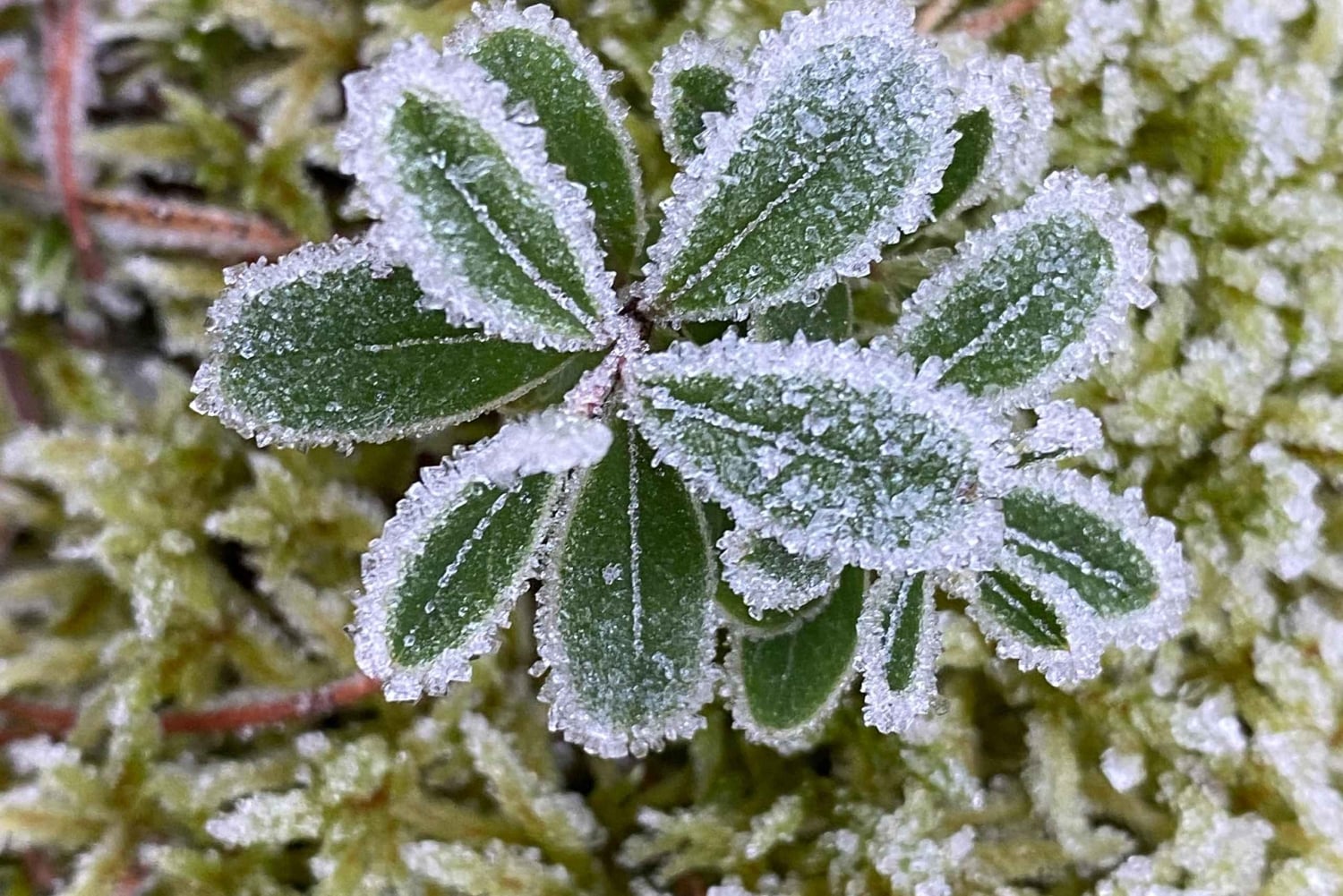 Стокгольм: прогулка с собакой по заповеднику и шведская фика