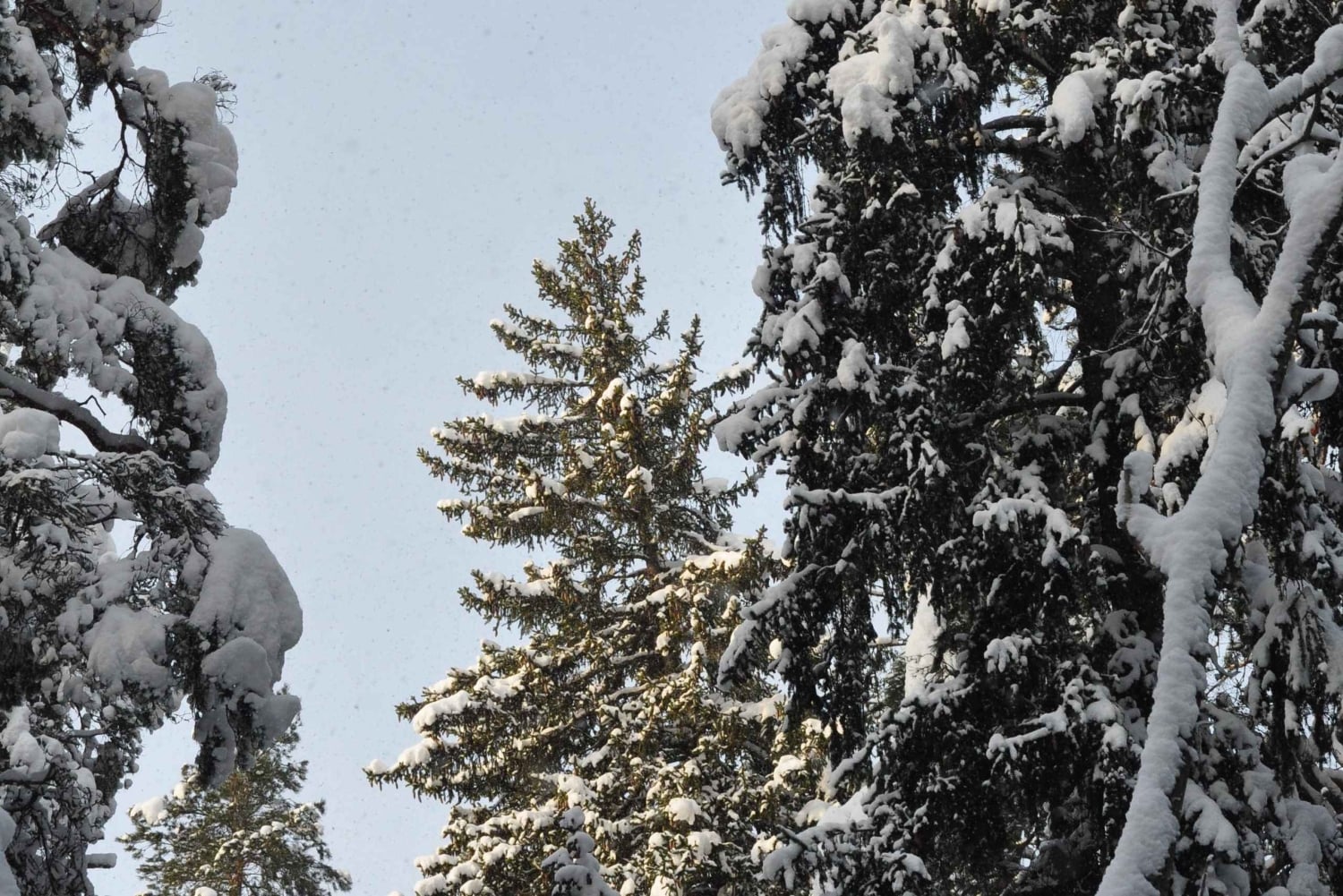Стокгольм: прогулка с собакой по заповеднику и шведская фика
