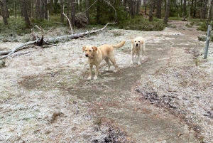 Стокгольм: прогулка с собакой по заповеднику и шведская фика