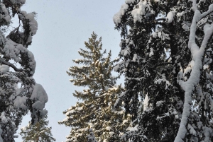 Стокгольм: прогулка с собакой по заповеднику и шведская фика