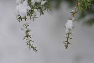 Стокгольм: прогулка с собакой по заповеднику и шведская фика