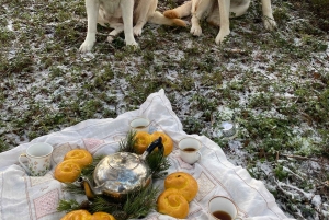 Стокгольм: прогулка с собакой по заповеднику и шведская фика