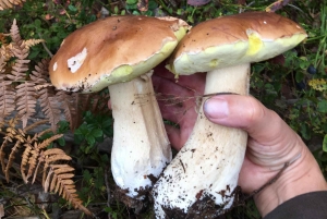 Стокгольм: прогулка с собакой по заповеднику и шведская фика