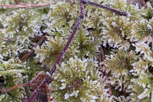 Стокгольм: прогулка с собакой по заповеднику и шведская фика