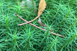 Стокгольм: прогулка с собакой по заповеднику и шведская фика