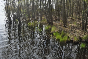 Стокгольм: прогулка с собакой по заповеднику и шведская фика