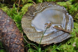 Стокгольм: прогулка с собакой по заповеднику и шведская фика