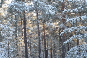 Стокгольм: прогулка с собакой по заповеднику и шведская фика