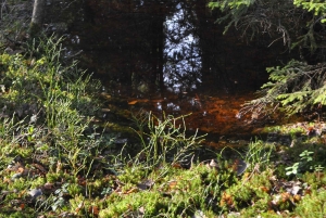 Стокгольм: прогулка с собакой по заповеднику и шведская фика