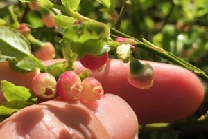 Стокгольм: прогулка с собакой по заповеднику и шведская фика