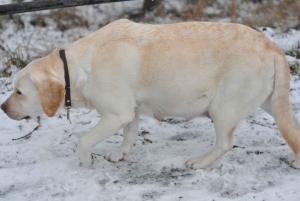 Стокгольм: прогулка с собакой по заповеднику и шведская фика