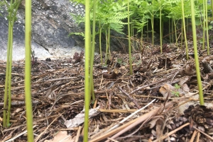 Стокгольм: прогулка с собакой по заповеднику и шведская фика