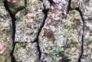 Стокгольм: прогулка с собакой по заповеднику и шведская фика