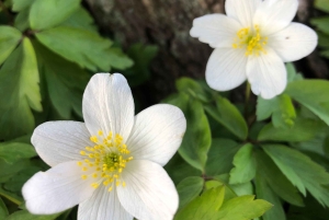 Стокгольм: прогулка с собакой по заповеднику и шведская фика