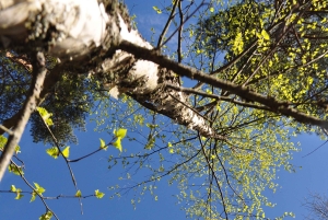 Стокгольм: прогулка с собакой по заповеднику и шведская фика