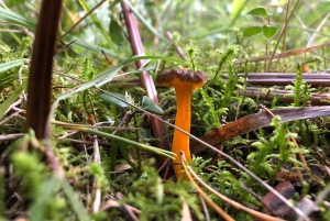 Стокгольм: прогулка с собакой по заповеднику и шведская фика