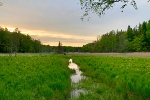 Estocolmo: Caminhada à noite/pôr do sol no Parque Nacional Tyresta