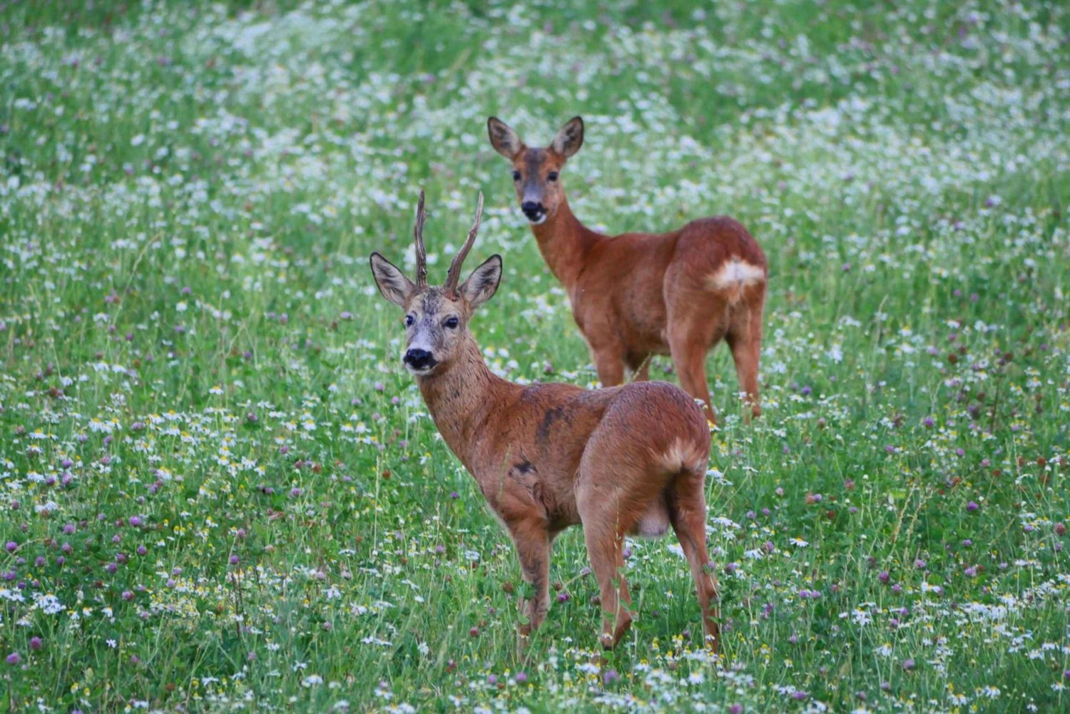 Stockholm: Evening Wildlife Safari with Midsummer Meal