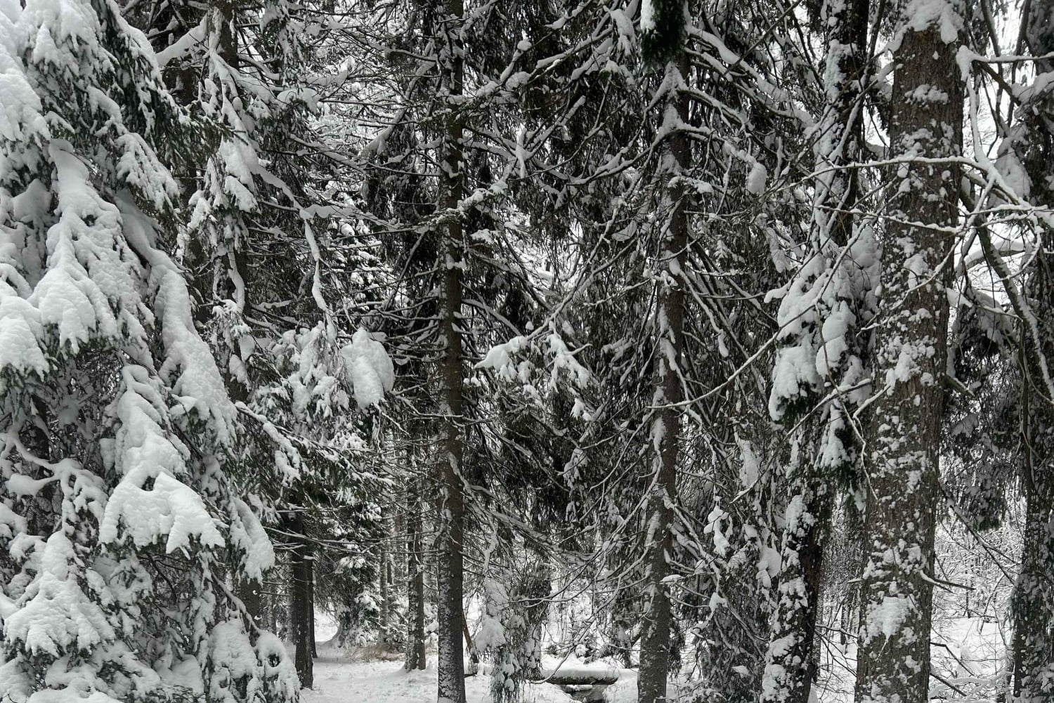 Stoccolma: sauna tradizionale guidata