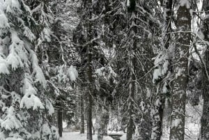 Stoccolma: sauna tradizionale guidata