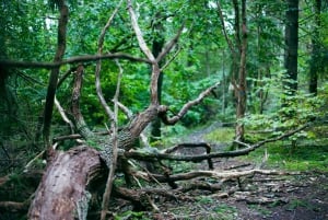 Stockholm : randonnée, déjeuner en forêt et flottaison en eau froide