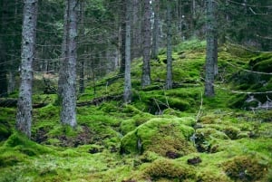 Stockholm : randonnée, déjeuner en forêt et flottaison en eau froide