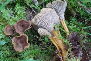 Stockholm, Mushroom and Wild Plant Foraging Tour with expert