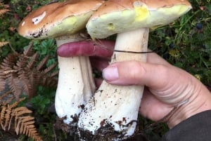 Stockholm, Mushroom and Wild Plant Foraging Tour with expert