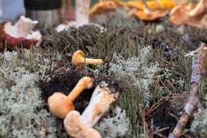 Stockholm, Mushroom and Wild Plant Foraging Tour with expert