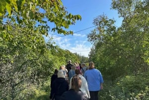 Stockholm, Mushroom and Wild Plant Foraging Tour with expert