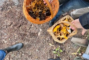 Stockholm, Mushroom and Wild Plant Foraging Tour with expert