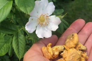 Stockholm, Mushroom and Wild Plant Foraging Tour with expert