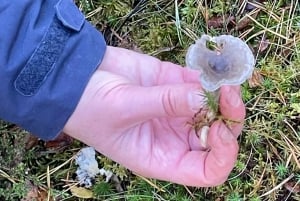 Stockholm, Mushroom and Wild Plant Foraging Tour with expert