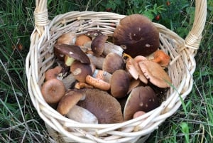 Stockholm, Mushroom and Wild Plant Foraging Tour with expert